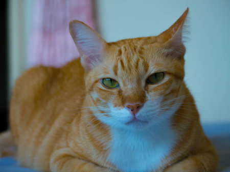 catの写真素材