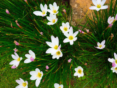 flowerの写真素材