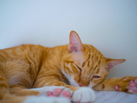 orange cat restingの写真素材