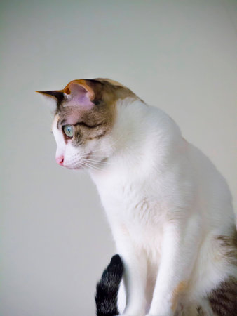 cute white cat isolatedの写真素材