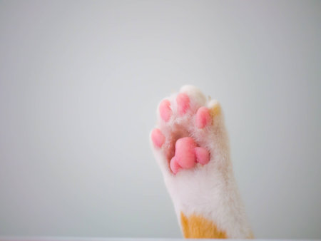 cat foot zoomの写真素材