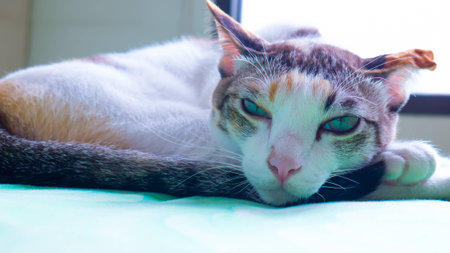 cat on green bedの写真素材