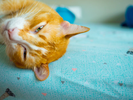 orange cat sleep on bedの写真素材