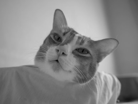 cat in bowl black and whiteの写真素材