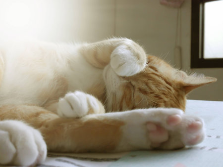 cat sleep on the bedの写真素材