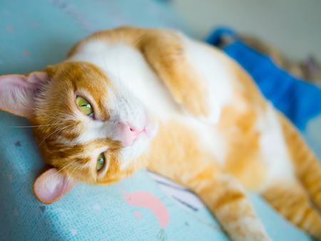 orange cat on bedの写真素材