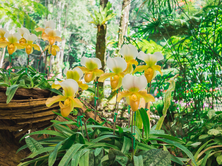 Paphiopedilum orhid gardenの写真素材