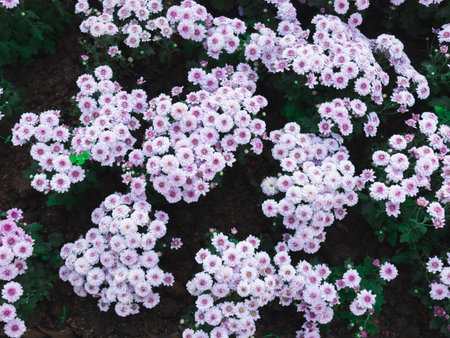 allyssum top view