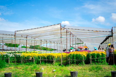 Beautiful Chrysanthemum garden,fieldの写真素材