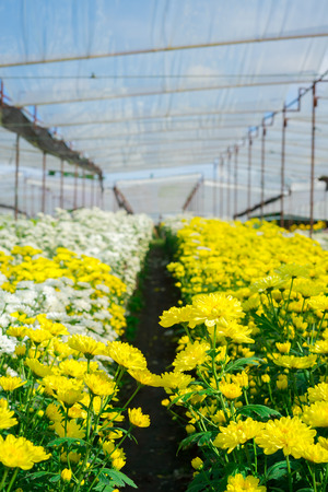 Beautiful Chrysanthemum garden,fieldの写真素材