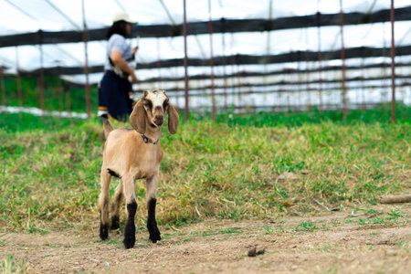 goat in farmの写真素材