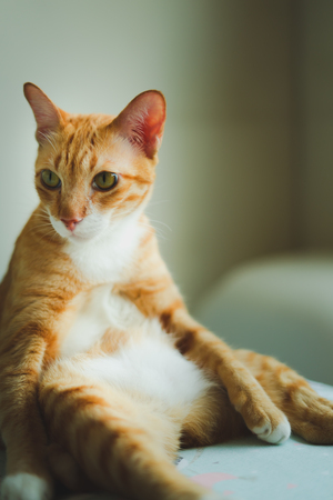 beautiful cute cat sitting on bed with interesting somethingの写真素材