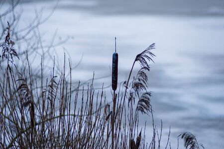 Abstract winter landscape with reeds against a frozen pondの写真素材