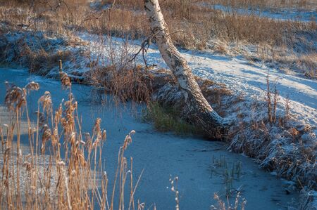 Winter landscape with birch on the shore of a frozen pondの写真素材