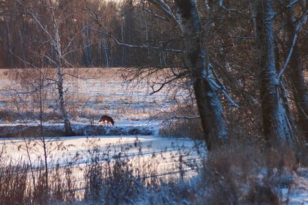 Dog on the shore of a frozen pond in winter on a sunny dayの写真素材