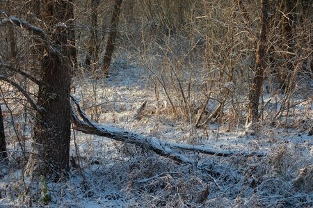Winter forest landscape with the trunk of a fallen tree on a sunny dayの写真素材