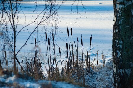 Reeds against a frozen pondの写真素材