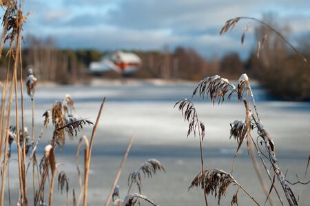 Reeds against a frozen pondの写真素材