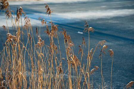 Reeds against a frozen pondの写真素材