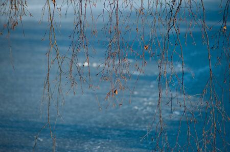 Abstract winter Russian landscape with birch branches hanging against the blue ice of the pondの写真素材