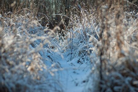 Abstract winter landscape with grass on a sunny dayの写真素材