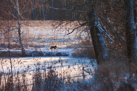 Dog on the shore of a frozen pond in winter on a sunny dayの写真素材
