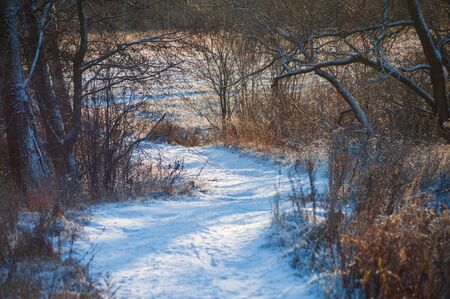 Winter Russia landscape with roads and treesの写真素材