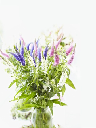 flower の写真素材