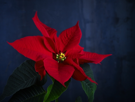 poinsettia の写真素材