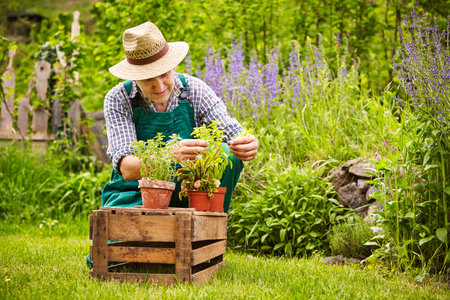 Man planting herbs in a gardenの写真素材