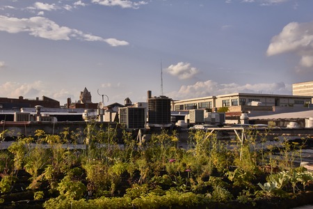 Urban Farming and Gardening in Detroit USA on a house roofのeditorial素材