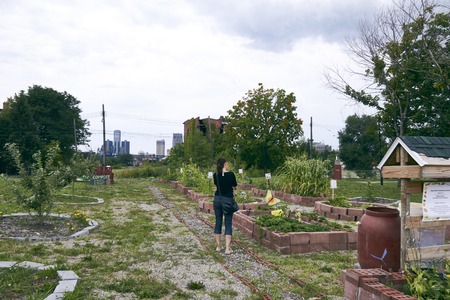 Urban Farming and Gardening Beet in Detroit USA with Skyline Urban Farming and Gardening Beet in Detroit USA with Skyline