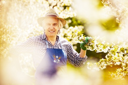 Gardener controlled cherry blossom in garden in South Tyrolの写真素材