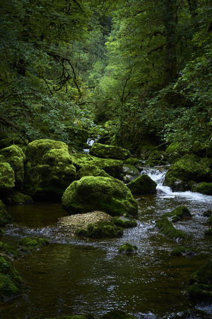 River in a forest in summer with tree foliage green and stones covered with mossの写真素材