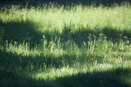 Meadow flowers on a meadow in the shade and the sunの写真素材