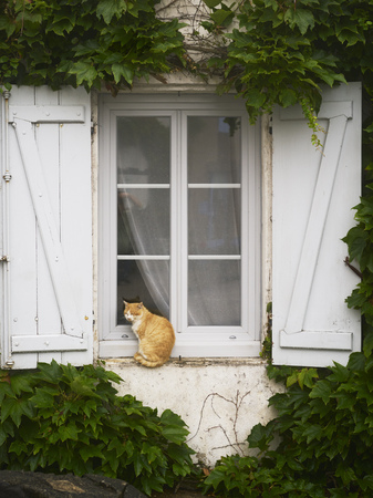 Cat sits and waits on a wall in front of a window and looks back at the cameraの写真素材