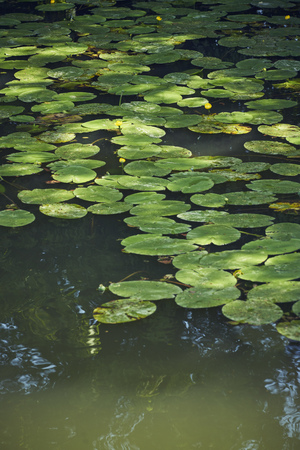 Leaves of water lilies on a lake in green with reflectionの写真素材