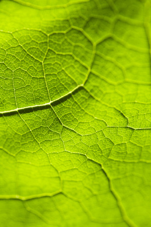 Veins of a leaf green with many ramifications and detailsの写真素材