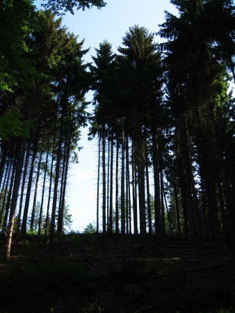 Forest in the shadowの写真素材