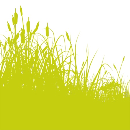 Reedのイラスト素材