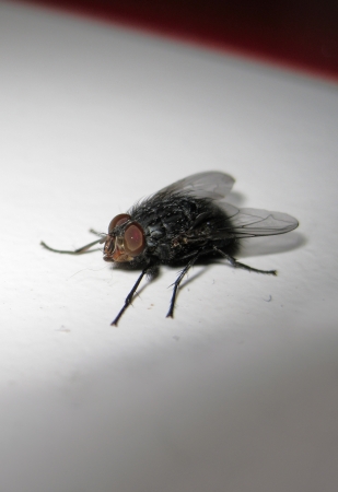 Flyの写真素材