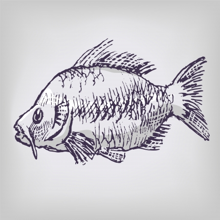 Carp and fishingのイラスト素材
