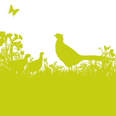 Pheasant in the fieldのイラスト素材