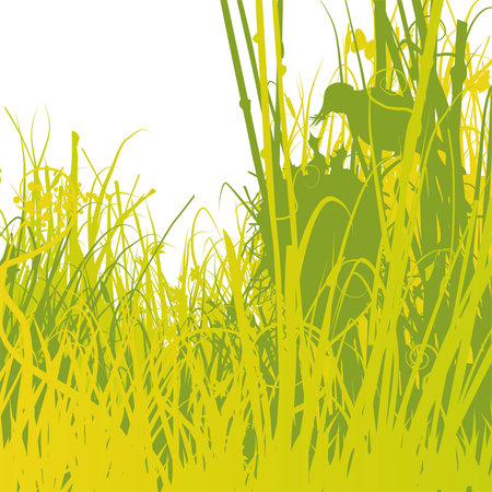 Bird and nest in the reedsのイラスト素材