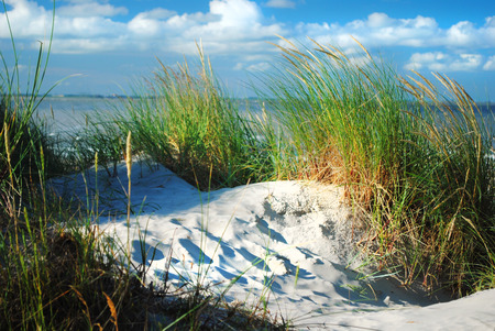 Dune and dune grass の写真素材