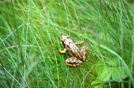 Frog in the green grassの写真素材