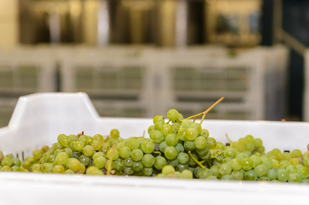 White grapes in a plastic box against other boxesの写真素材
