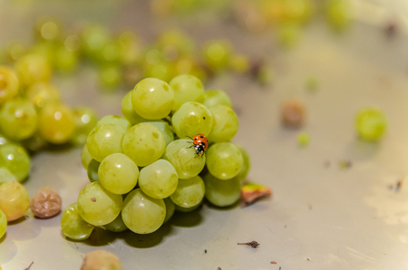 Ladybug on the white grapes in a steel tableの写真素材