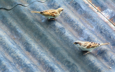 Twin Sparowの写真素材