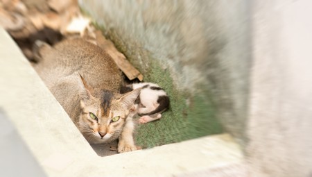 Mother Cat protects its kidの写真素材